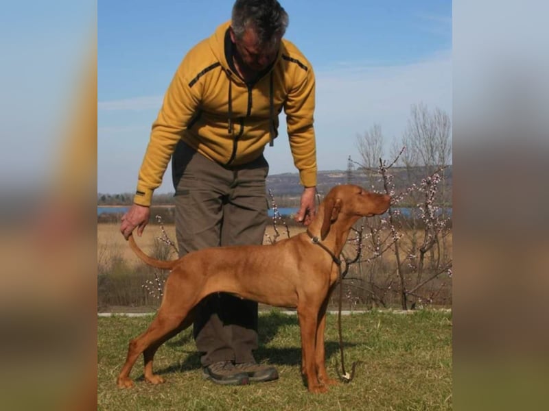 Magyar Vizsla Welpen