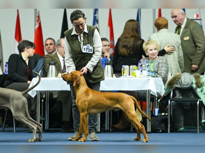 Magyar Vizsla Welpen