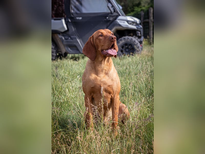 Magyar Vizsla Welpen mit FCI-Papieren