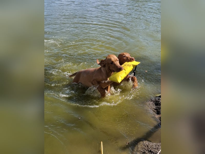 Magyar Vizsla Rüden