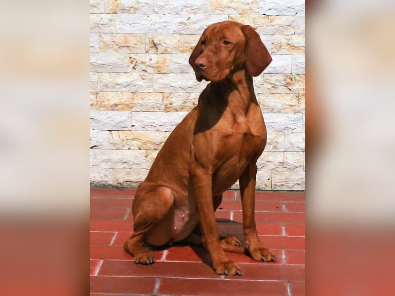 Magyar Vizsla Welpen mit FCI-Papieren