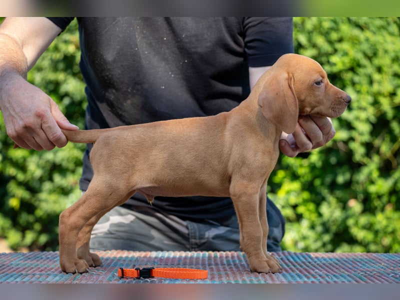 Magyar Vizsla Welpen mit FCI-Papieren