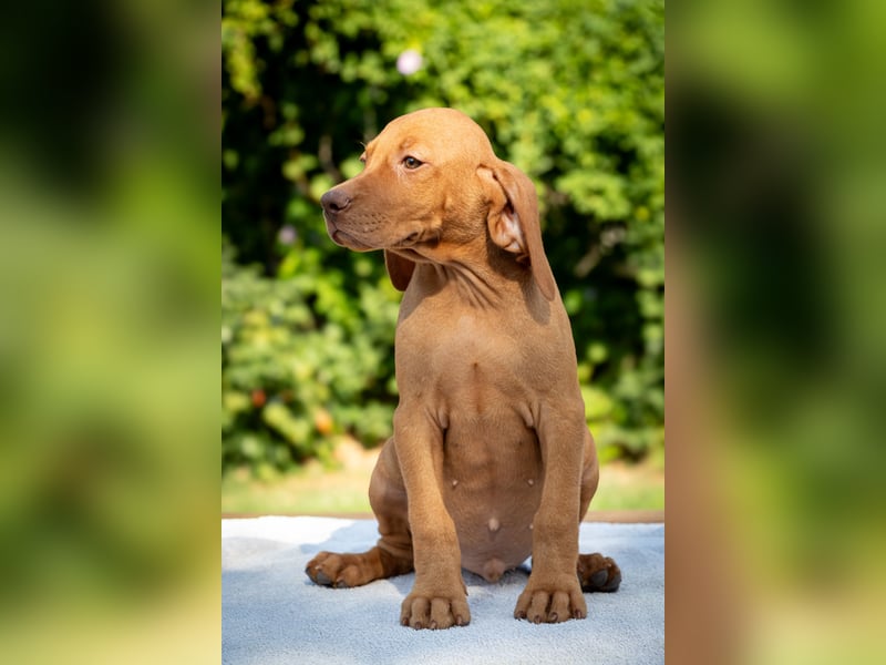 Magyar Vizsla Welpen mit FCI-Papieren