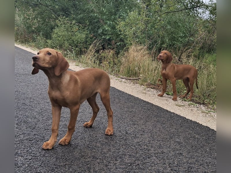 Magyar Vizsla Rüden