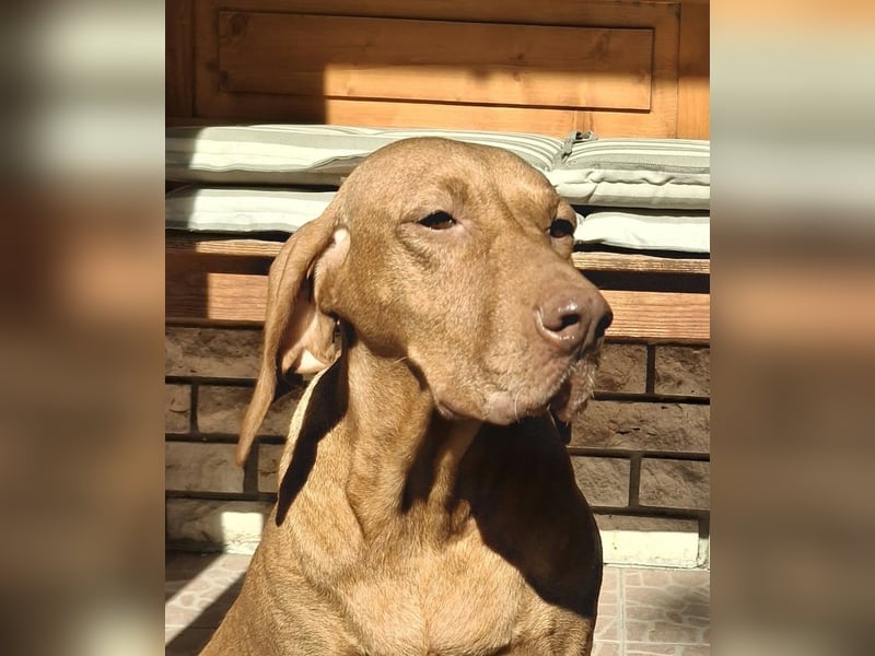Magyar Vizsla Welpen