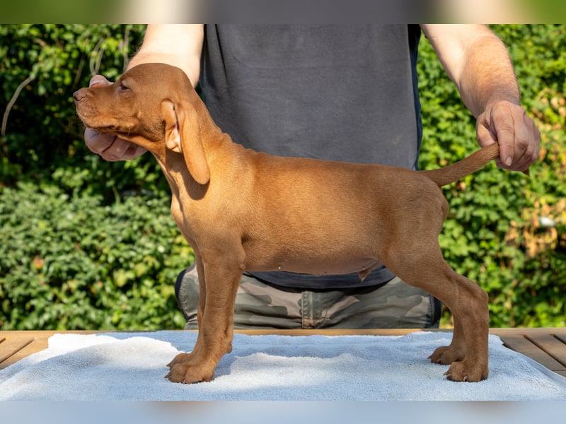 Magyar Vizsla Welpen mit FCI-Papieren
