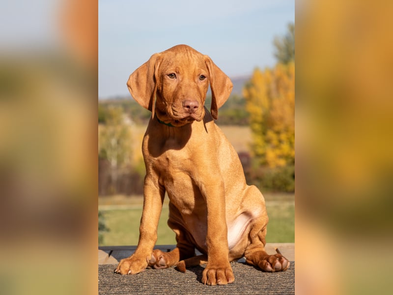 Magyar Vizsla Welpen TORDA und TARDOS