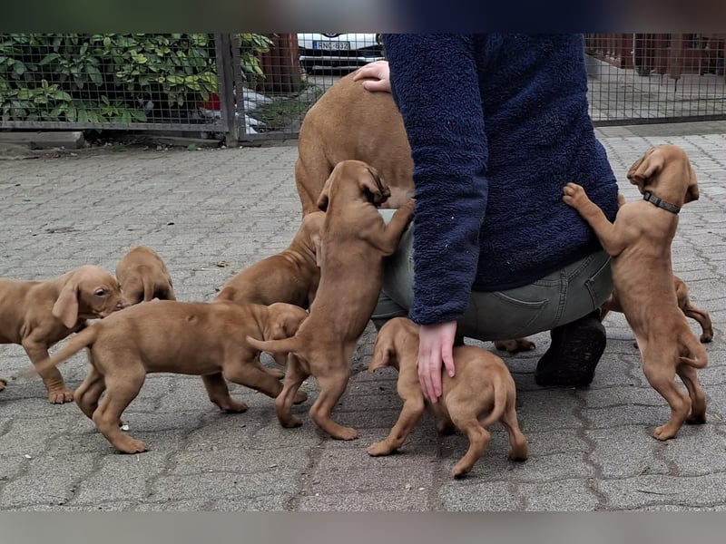 Magyar Vizsla Welpen mit FCI-Papieren