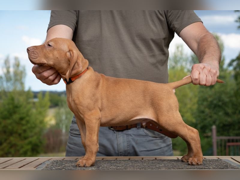 Magyar Vizsla Welpen