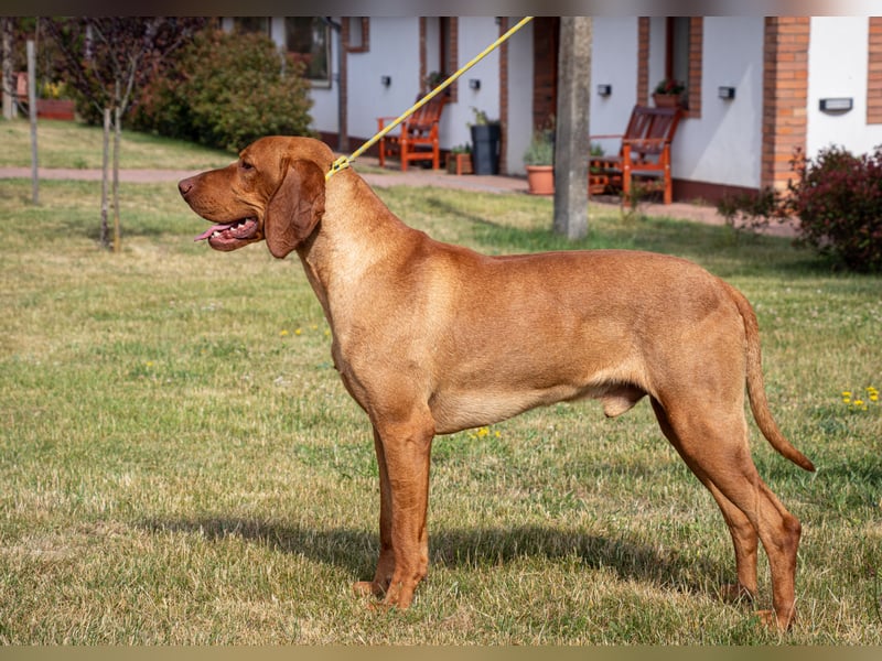 Magyar Vizsla Welpen mit FCI-Papieren