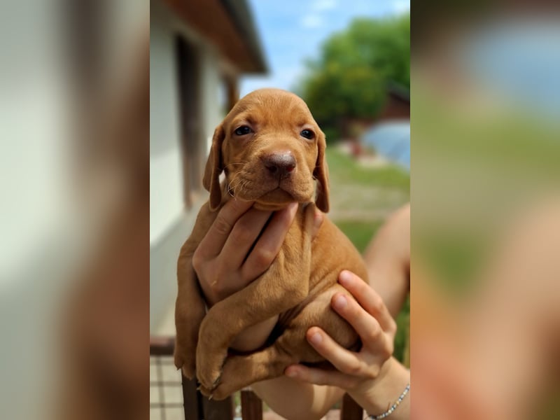 Magyar Vizsla Welpen mit FCI-Papieren