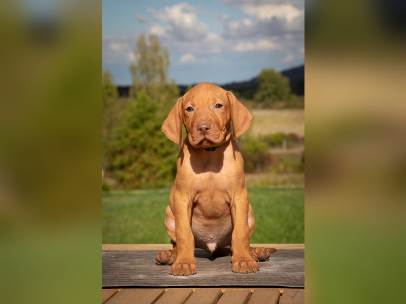 Magyar Vizsla Welpen