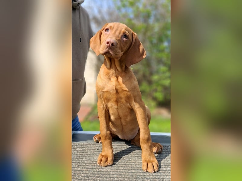 Magyar Vizsla Welpe (Hündin) mit FCI-Papieren