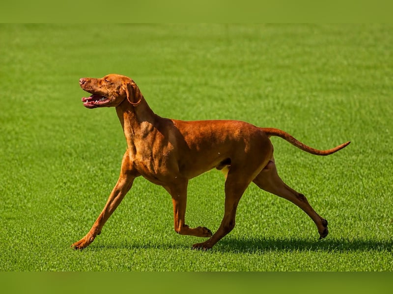 Magyar Vizsla Welpen