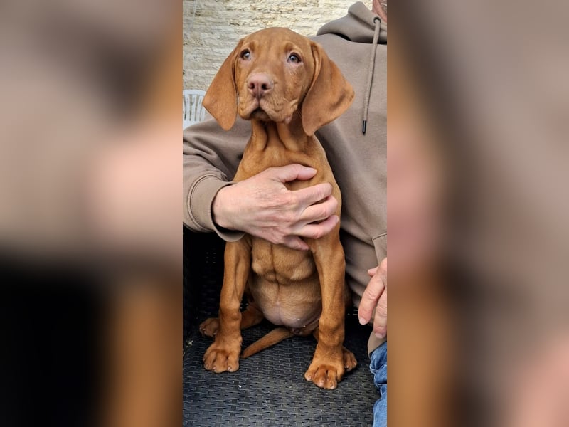 Magyar Vizsla Welpe (Hündin) mit FCI-Papieren