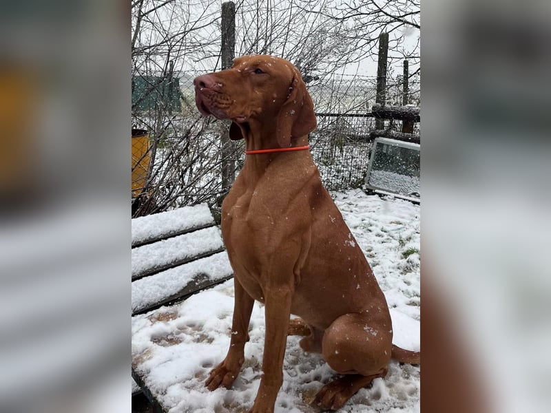 Magyar Vizsla Welpen