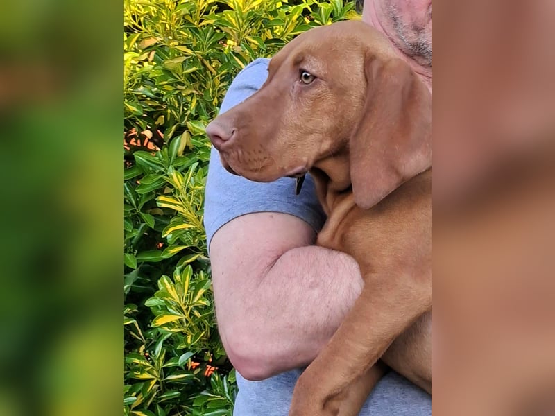 17 Wochen alte Magyar Vizsla Hündin