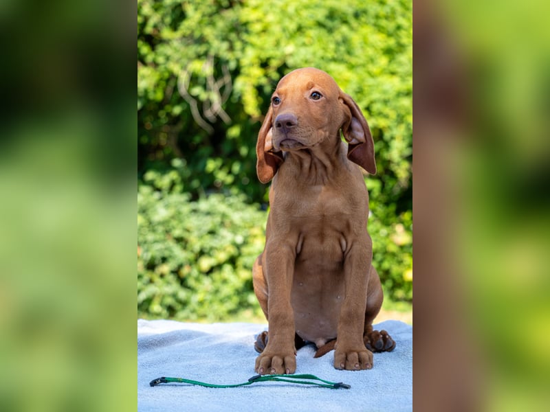 Magyar Vizsla Welpen mit FCI-Papieren