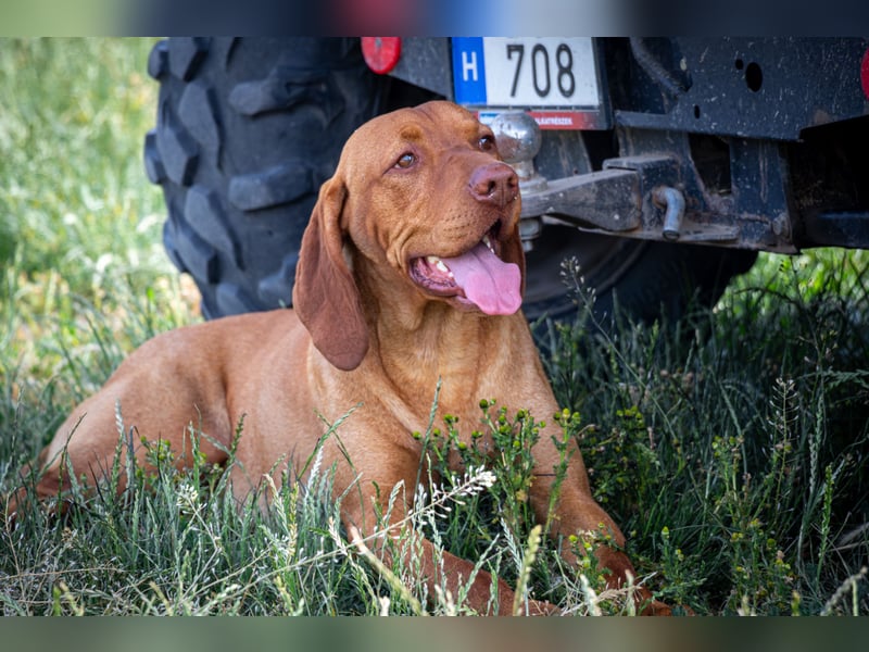 Magyar Vizsla Welpen mit FCI-Papieren