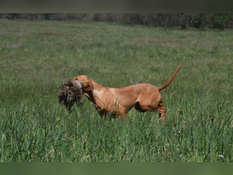 Magyar Vizsla Welpen