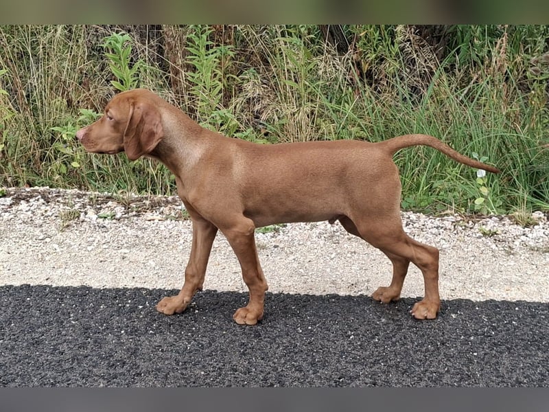 Magyar Vizsla Rüden