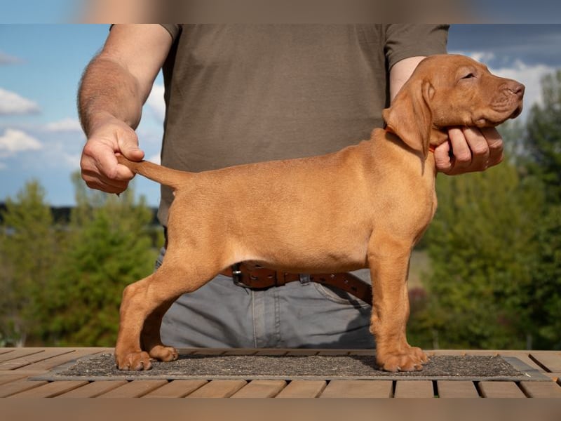 Magyar Vizsla Welpen