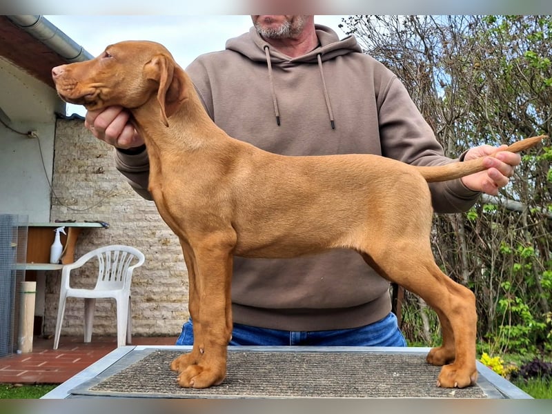 Magyar Vizsla Welpe (Hündin) mit FCI-Papieren