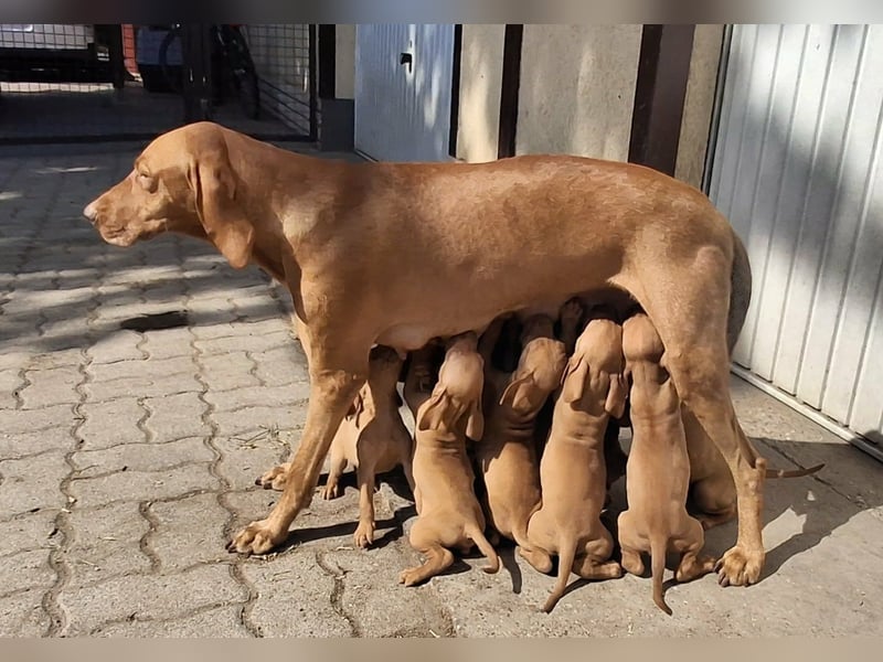 Magyar Vizsla Welpen