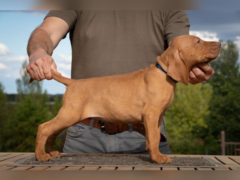Magyar Vizsla Welpen