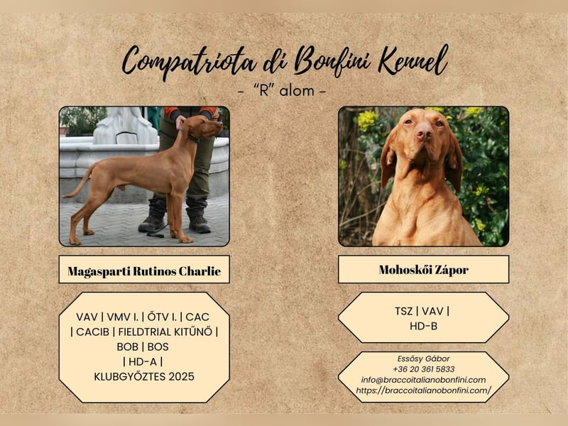 Magyar Vizsla Welpen mit FCI-Papieren