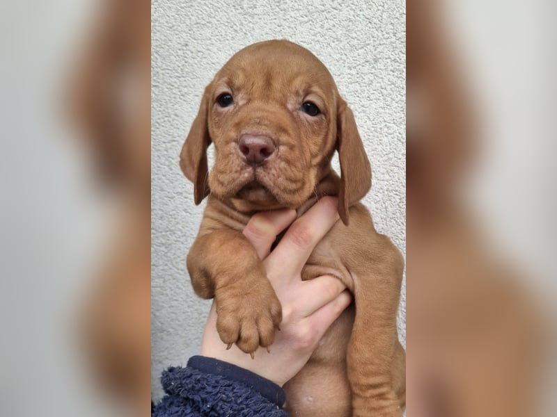 Magyar Vizsla Welpen mit FCI-Papieren