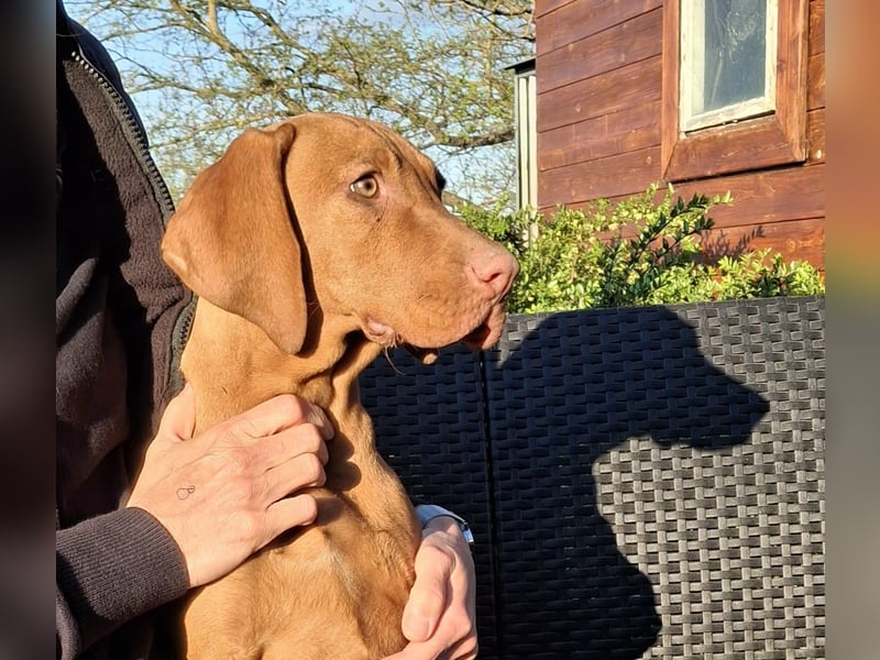 17 Wochen alte Magyar Vizsla Hündin