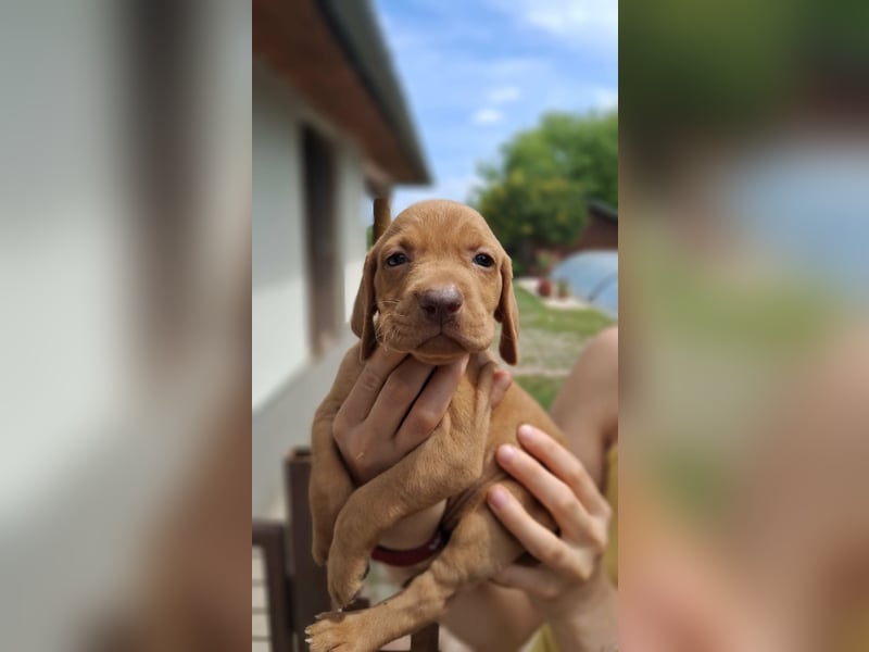 Magyar Vizsla Welpen mit FCI-Papieren