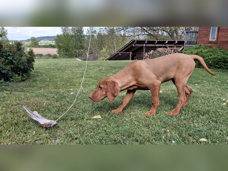 17 Wochen alte Magyar Vizsla Hündin