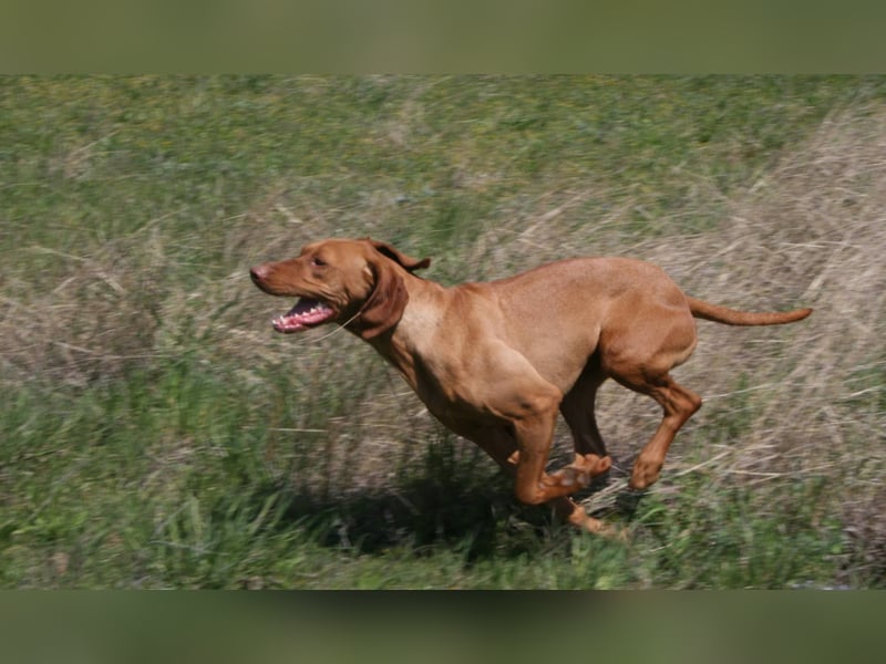 Magyar Vizsla Welpen