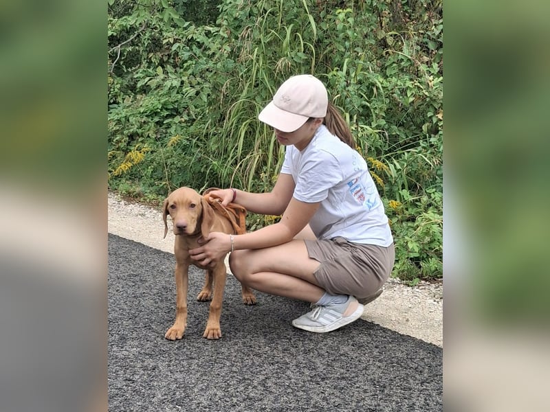 Magyar Vizsla Rüden