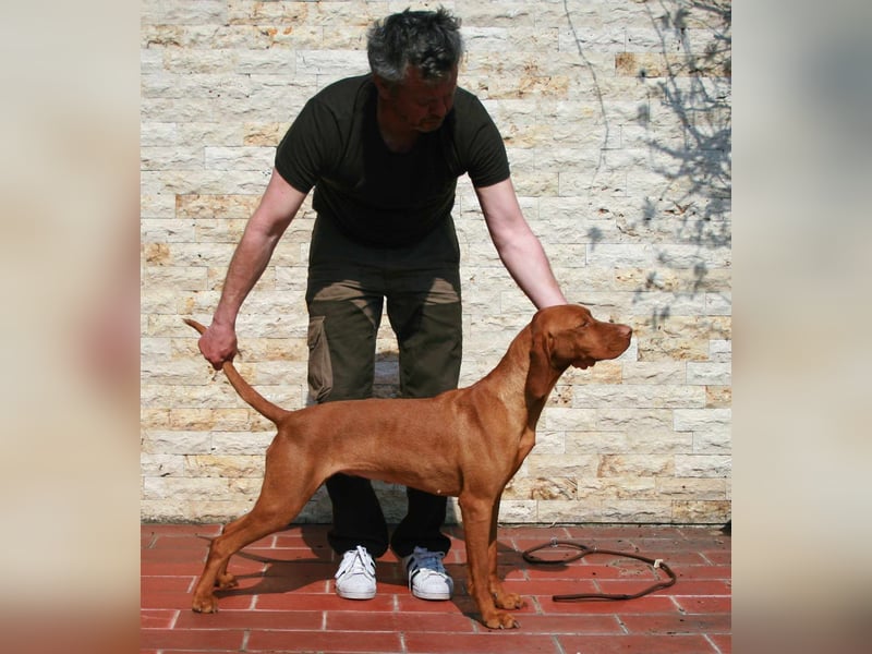 Magyar Vizsla Welpen mit FCI-Papieren