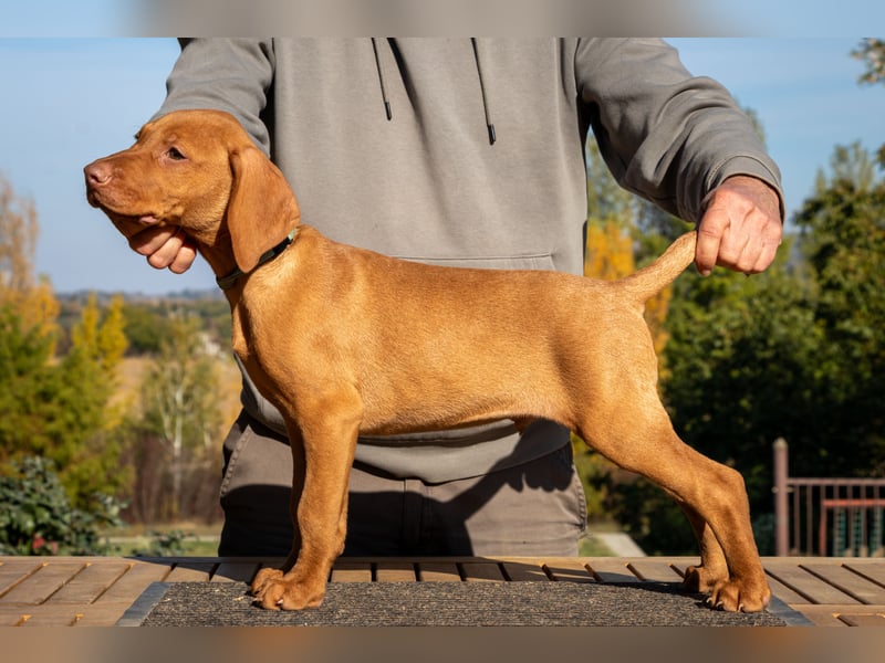 Magyar Vizsla Welpen TORDA und TARDOS