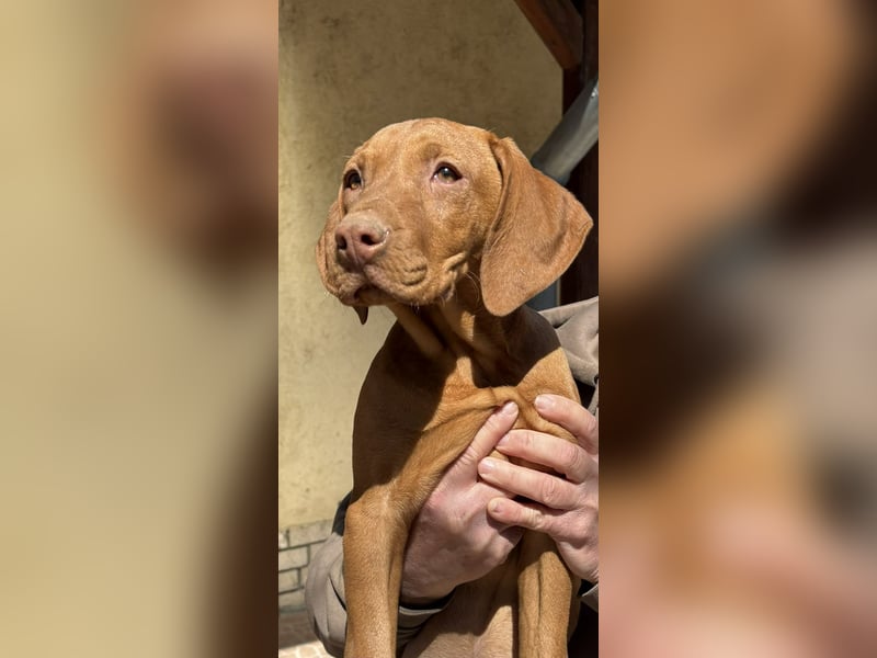15 Wochen alte Magyar Vizsla Hündin