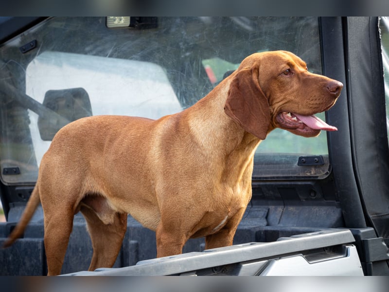 Magyar Vizsla Welpen mit FCI-Papieren