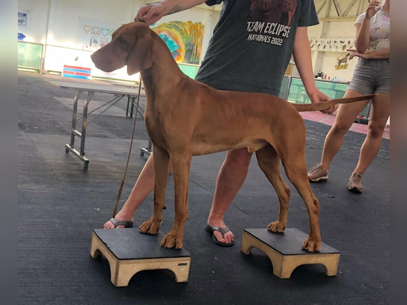 Magyar Vizsla Welpen