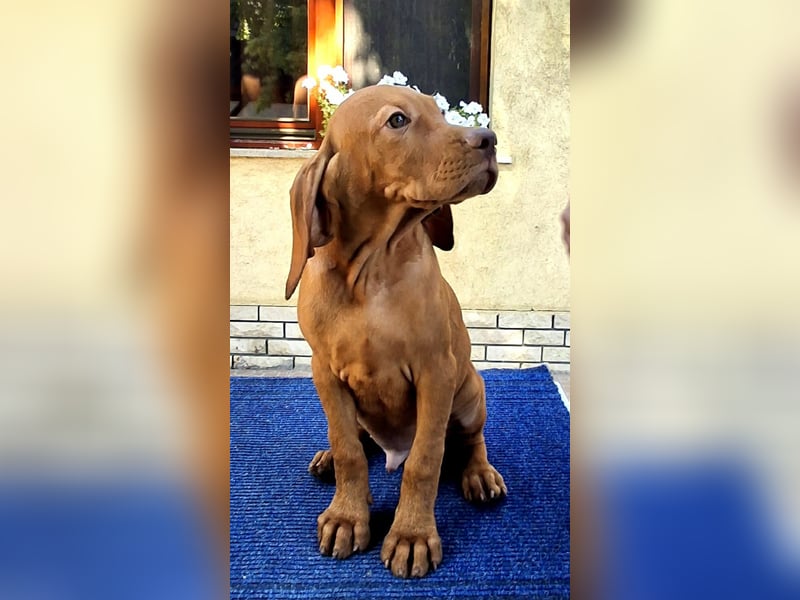 Magyar Vizsla Welpe