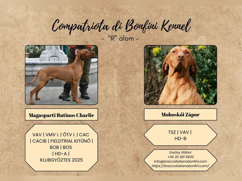 Magyar Vizsla Welpe (Rüde)