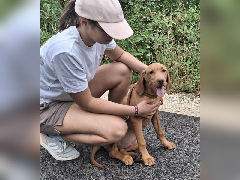Magyar Vizsla Rüden