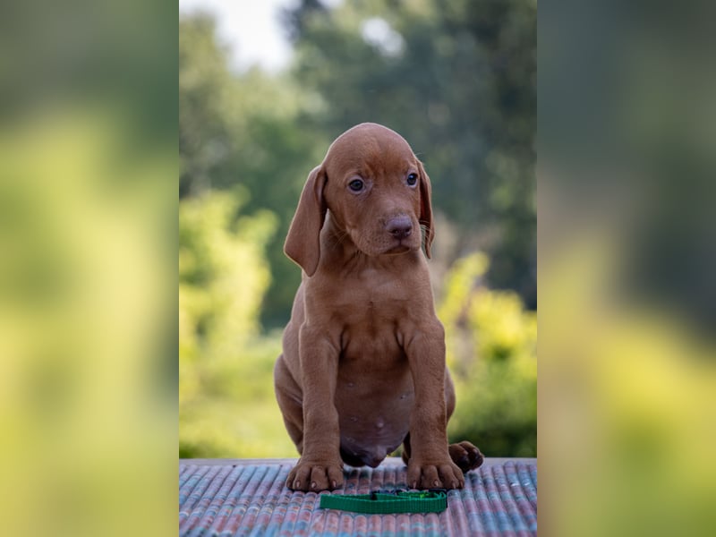 Magyar Vizsla Welpen mit FCI-Papieren