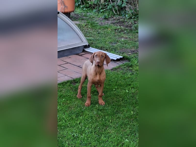 17 Wochen alte Magyar Vizsla Hündin