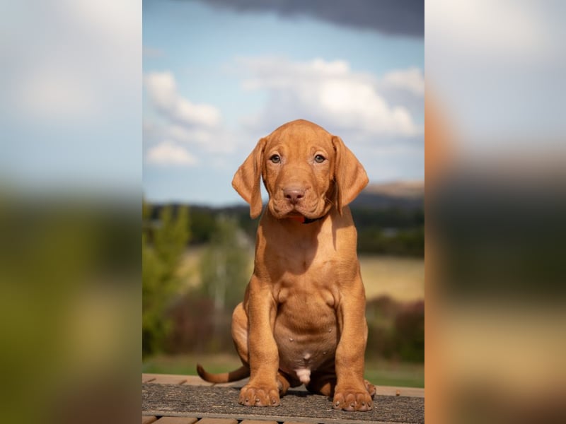 Magyar Vizsla Welpen