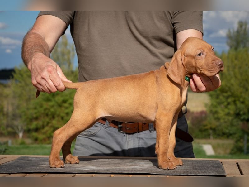 Magyar Vizsla Welpen