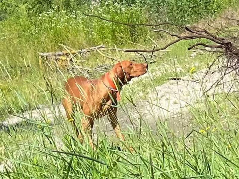 Magyar Vizsla Welpen