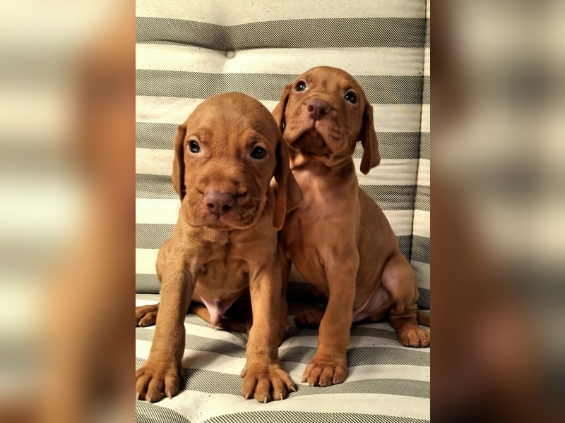 Magyar Vizsla Welpen